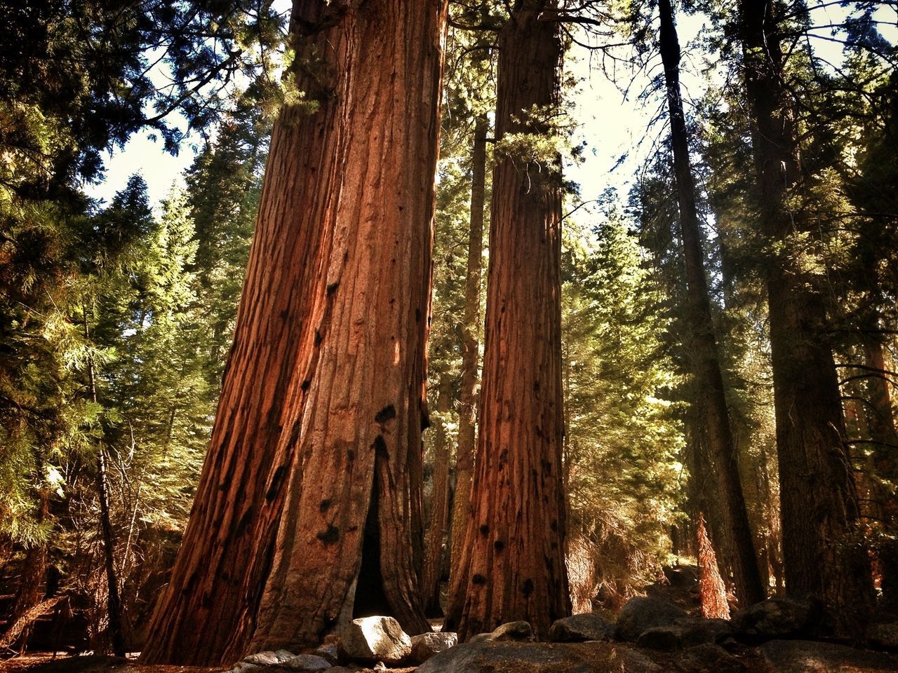 tree, tree trunk, forest, tranquility, woodland, growth, nature, tranquil scene, beauty in nature, low angle view, scenics, non-urban scene, branch, day, wood - material, sunlight, outdoors, no people, landscape, idyllic