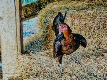 Close-up of duck on hay