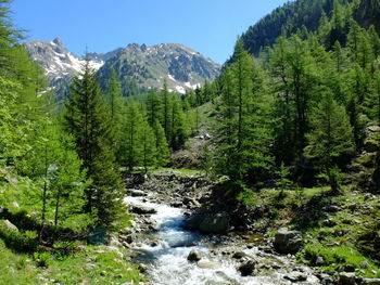 Scenic view of river amidst trees in forest