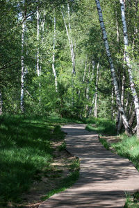 Footpath amidst trees in forest