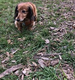 High angle view of dog on field