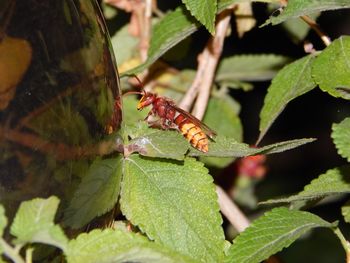 Close-up of insect on plant