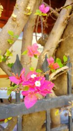 Close-up of pink flowering plants