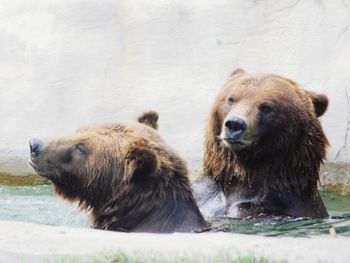 Portrait of two sheep in water