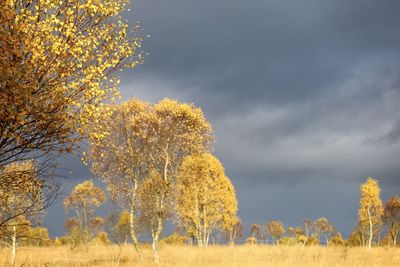 Trees on field against sky