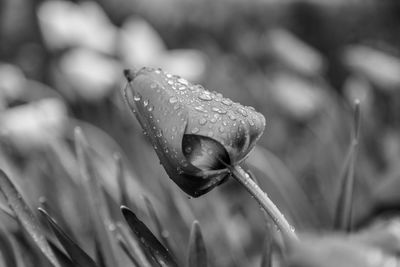 Close-up of wet flower