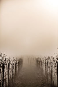 Scenic view of field against sky during foggy weather