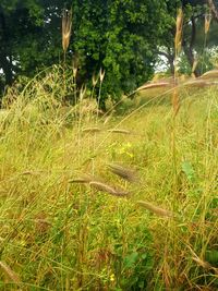 Grass in a field