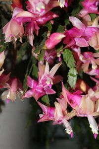 Close-up of pink flowers