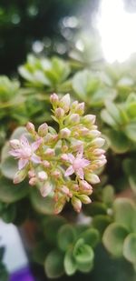 Close-up of pink flowering plant