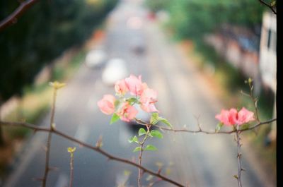 Close-up of pink flowering plant