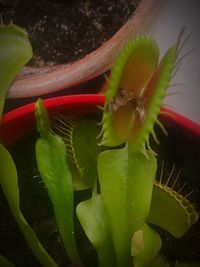 High angle view of potted plant