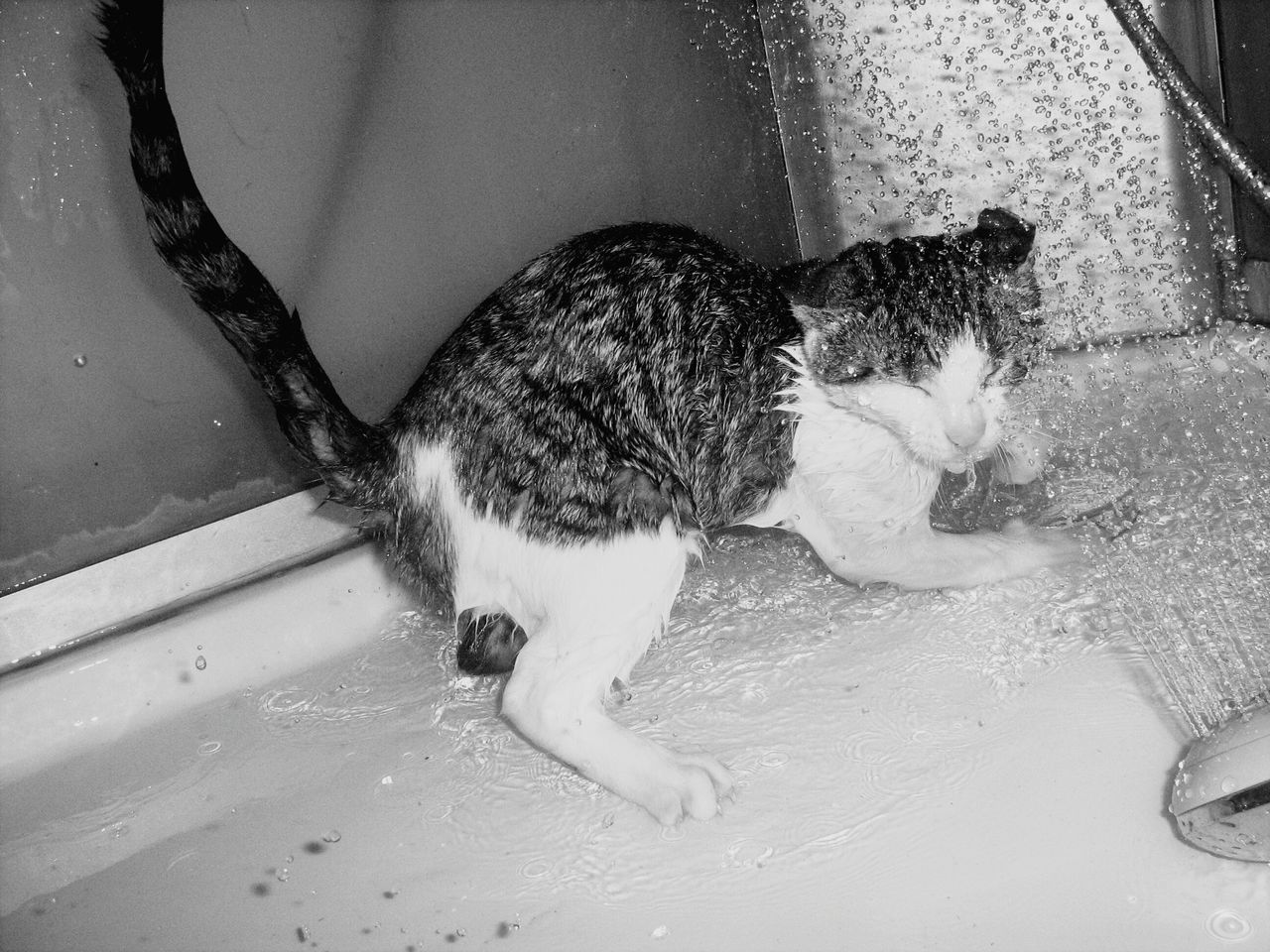 animal themes, one animal, pets, domestic animals, high angle view, dog, mammal, water, wet, domestic cat, low section, day, indoors, cat, reflection, close-up, no people, sunlight