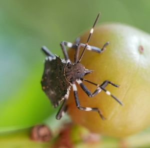 Close-up of ant