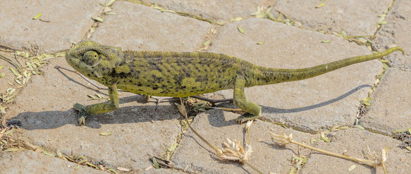 Flap-necked chameleon in the erongo region of namibia