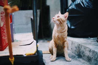 Close-up of a cat looking away