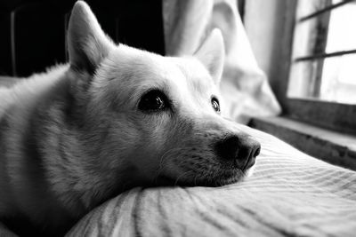 Close-up of dog looking away