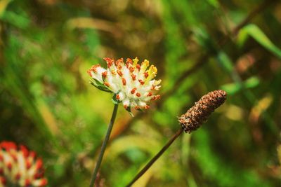 Close-up of flowering plant