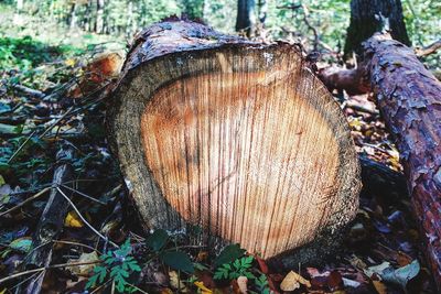 Close-up of mushroom growing on tree trunk