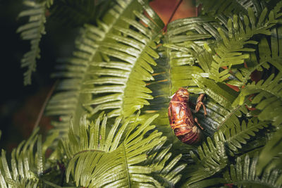 Cicada shell hanging on leaves