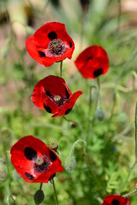 Close-up of red poppy flowers