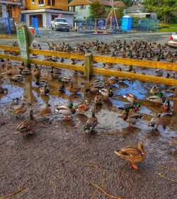 Birds in water