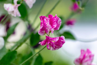 Close-up of pink rose flower