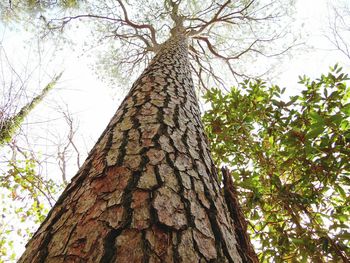 Low angle view of trees against sky
