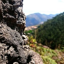 Close-up of tree against mountain