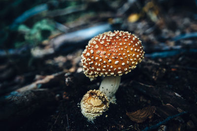 Close-up of fly agaric mushroom