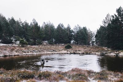 Scenic view of lake with trees in background