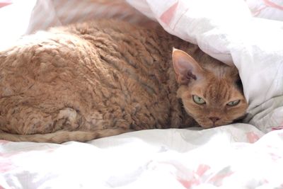 Portrait of cat lying on bed