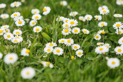 Yellow flowers blooming on field