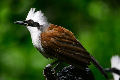 White-crested