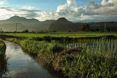 Scenic view of field against sky