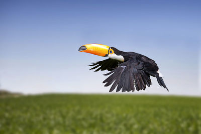 Toucan flying over grassy field against clear blue sky