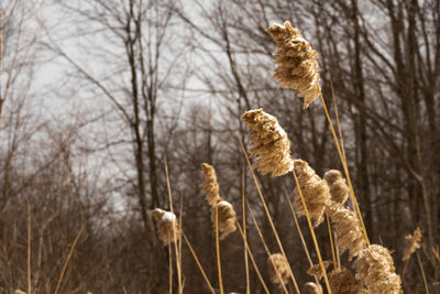 Low angle view of dry plants on field