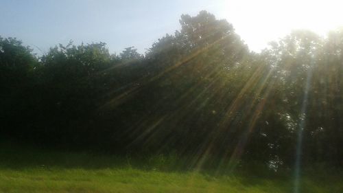 Sun shining through trees