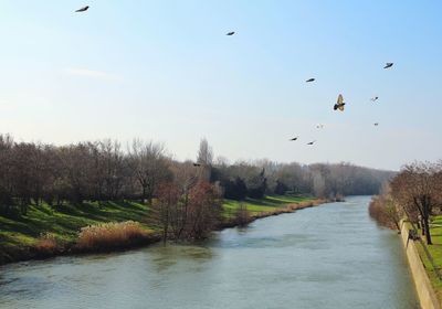Birds flying over river against sky