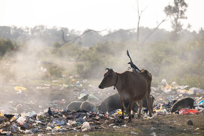 Cow standing on street