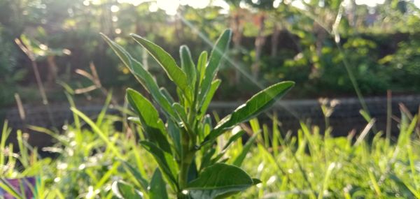 Close-up of plants growing on field