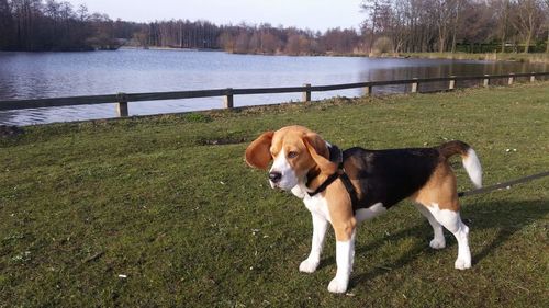 Dog standing on grassy field