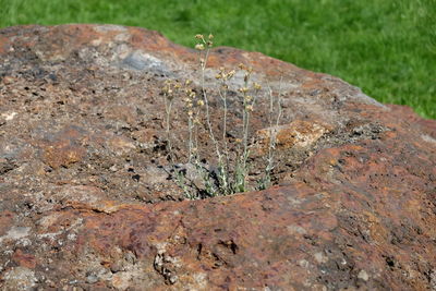 Close-up of lizard on grass