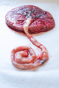 Close up shot of placenta on white background umbilical cord visible.