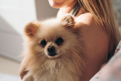 Cute pomeranian puppy in the hands of a girl. portrait of a little fluffy pomeranian puppy