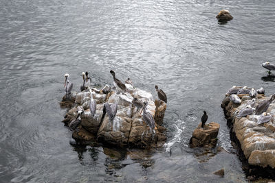 Flock of pelicans perching on rocks amidst monterey bay at coastline