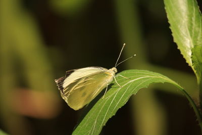 insect