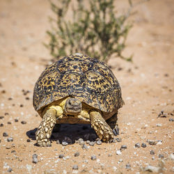 Close-up of a turtle on ground