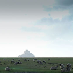 Flock of sheep on field against sky