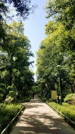 Walkway amidst trees against clear sky